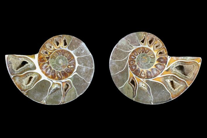 Cut & Polished Ammonite (Anapuzosia?) Pair - Madagascar #88009